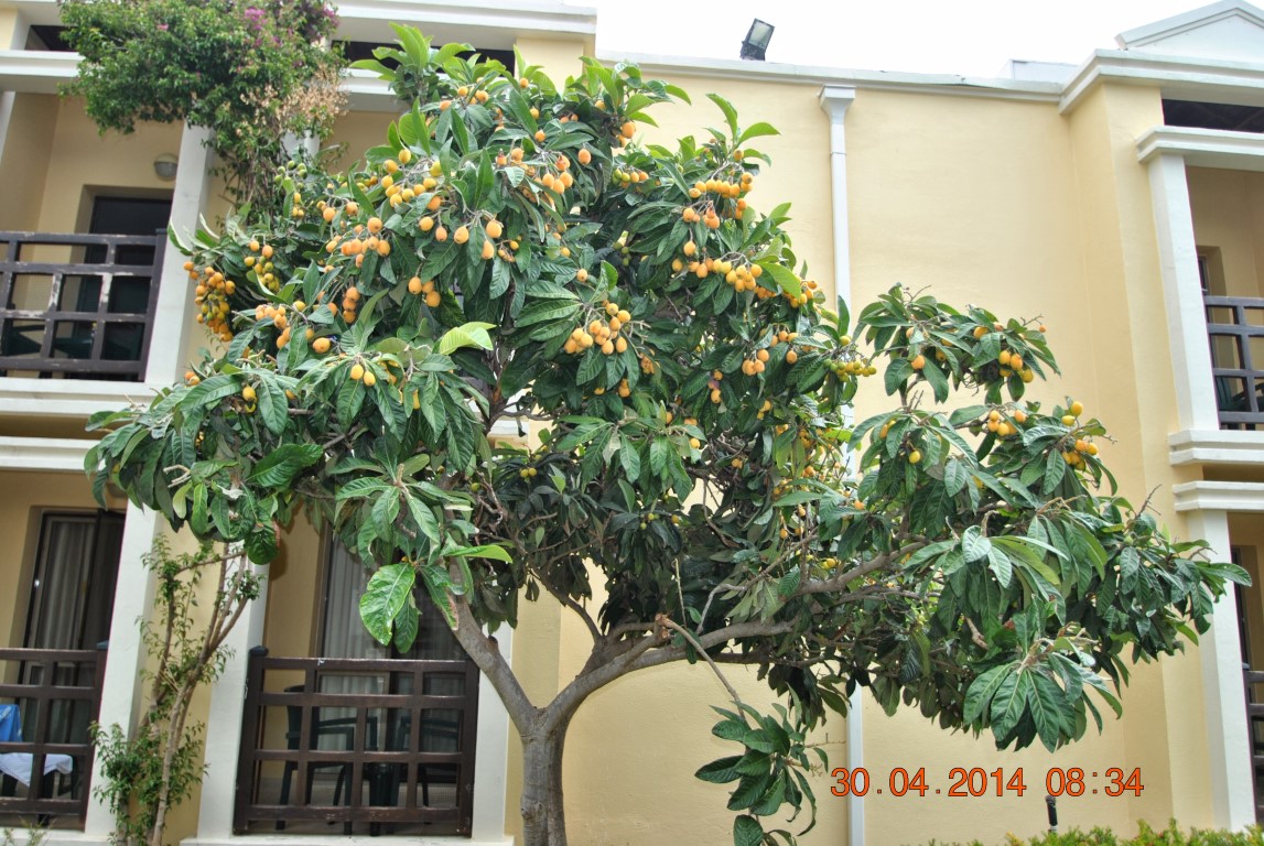 imagini hotel CLUB ASTERIA BELEK